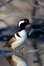 Hooded Merganser Royalty Free Stock Photo