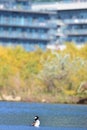 Hooded merganser in a condo Royalty Free Stock Photo