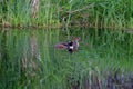 Hooded Merganser couple swimming in a lake Royalty Free Stock Photo