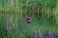 Hooded Merganser couple swimming in a lake Royalty Free Stock Photo