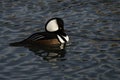 Hooded Merganser duck floating Royalty Free Stock Photo