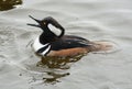 Hooded Merganser Duck Royalty Free Stock Photo