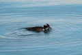 Hooded Merganser feeding at seaside Royalty Free Stock Photo