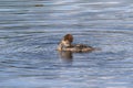 Hooded Merganser female lophodytes culcullatus