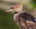 Hooded Merganser (female)