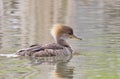 A Hooded merganser female swimming on a local pond in Ottawa, Canada Royalty Free Stock Photo