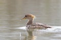 A Hooded merganser female swimming on a local pond in Ottawa, Canada Royalty Free Stock Photo