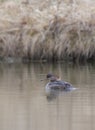 A Hooded merganser female swimming on a local pond in Ottawa, Canada Royalty Free Stock Photo