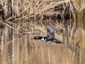 Hooded Merganser In Flight