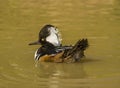 Hooded Merganser / Lophodytes cucullatus Royalty Free Stock Photo