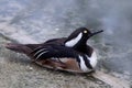 Hooded merganser, Lophodytes cucullatus, fish-eating duck bird near the water. Hooded merganser bird from Lake Michigan, USA. Royalty Free Stock Photo