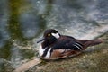 Hooded merganser, Lophodytes cucullatus, fish-eating duck bird near the water. Hooded merganser bird from Lake Michigan, USA. Royalty Free Stock Photo