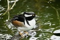 Hooded merganser Lophodytes cucullatus, 1.