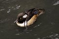 The hooded merganser Lophodytes cucullatus is a species of small duck. Royalty Free Stock Photo