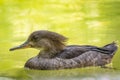 Hooded merganser Lophodytes cucullatus