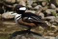 Hooded merganser Lophodytes cucullatus Royalty Free Stock Photo