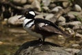 Hooded merganser Lophodytes cucullatus Royalty Free Stock Photo