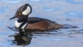 Hooded Merganser male adult swimming at the lake. Royalty Free Stock Photo