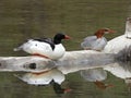 Common Merganser duck pair rest on lake driftwood Royalty Free Stock Photo