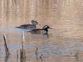 Hooded Merganser Pair