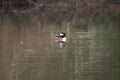 Hooded Merganser swimming and feeding in a lake Royalty Free Stock Photo