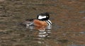 Male Hooded Merganser on the pond