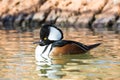 Hooded merganser Royalty Free Stock Photo