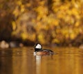 Hooded Merganser swimmingand feeding in a lake Royalty Free Stock Photo