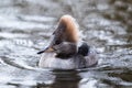 Hooded Merganser in water Royalty Free Stock Photo