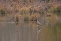 Hooded mergansers and a blue heron in the wetlands