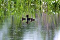 Hooded Mergansers Hen and Ducklings Swim  807359 Royalty Free Stock Photo