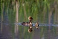 Hooded Mergansers Hen and Ducklings Swim  807346 Royalty Free Stock Photo