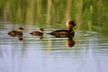 Hooded Mergansers Hen and Ducklings Swim  807347 Royalty Free Stock Photo