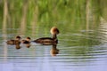 Hooded Mergansers Hen and Ducklings Swim  807348 Royalty Free Stock Photo