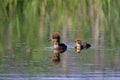 Hooded Mergansers Hen and Ducklings Swim  807353 Royalty Free Stock Photo