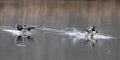 Hooded mergansers landing in a pond in Fairfax, Va.