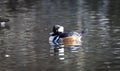 Hooded mergansers ` Lophodytes cucullatus `