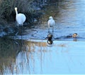 Hooded Mergansers tag along with two egrets in the marsh waterway Royalty Free Stock Photo