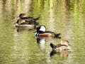 Hooded Mergansers Wading in a Pond in Florida