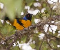 The Hooded Mountain Tanager Royalty Free Stock Photo