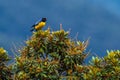 Hooded Mountain Tanager