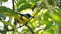 Hooded mountain tanager