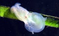 Hooded Nudibranch Royalty Free Stock Photo