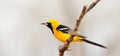 Hooded Oriole