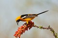 Hooded, Oriole Royalty Free Stock Photo