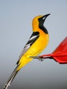 Hooded Oriole