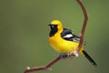 Hooded Oriole