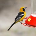 Hooded Oriole