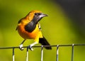 Hooded Oriole Perched on a Wire Fence