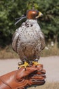 Hooded Peregrine Falcon sits on the leather falconer glove